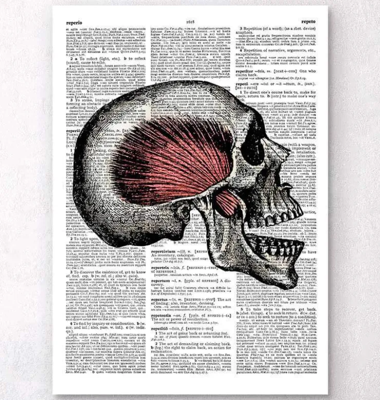 Crâne - Page Dictionnaire-Codex Anatomicus Sale