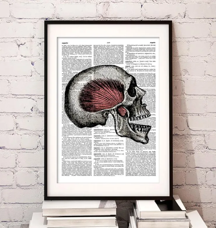 Crâne - Page Dictionnaire-Codex Anatomicus Sale
