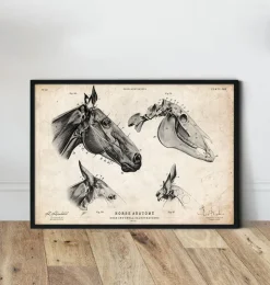Crâne de cheval-Codex Anatomicus Clearance