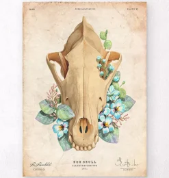 Crâne de chien - Floral - Vintage-Codex Anatomicus Best
