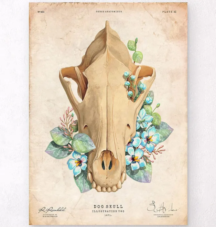 Crâne de chien - Floral - Vintage-Codex Anatomicus Best