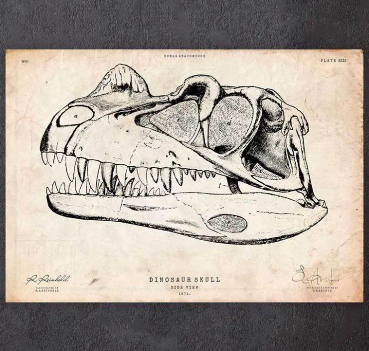Crâne de dinosaure-Codex Anatomicus Hot