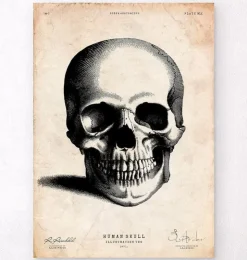 Crâne humain imprimé II-Codex Anatomicus Online