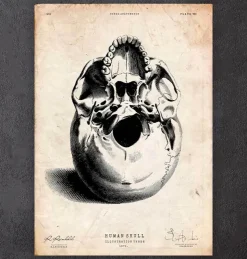 Crâne humain imprimé III-Codex Anatomicus Sale