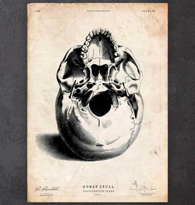 Crâne humain imprimé III-Codex Anatomicus Sale
