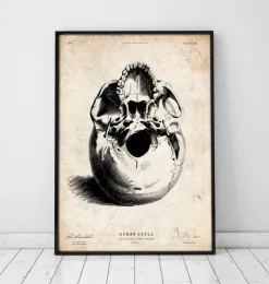 Crâne humain imprimé III-Codex Anatomicus Sale