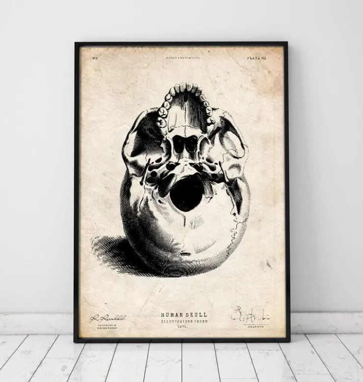 Crâne humain imprimé III-Codex Anatomicus Sale
