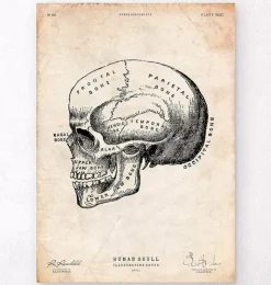 Crâne humain imprimé IX-Codex Anatomicus Online