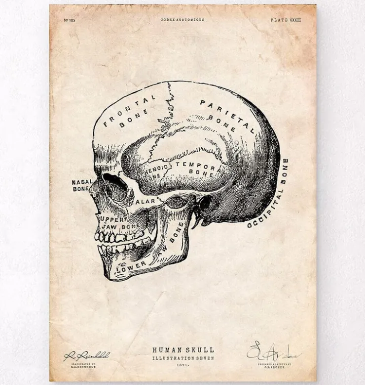 Crâne humain imprimé IX-Codex Anatomicus Online