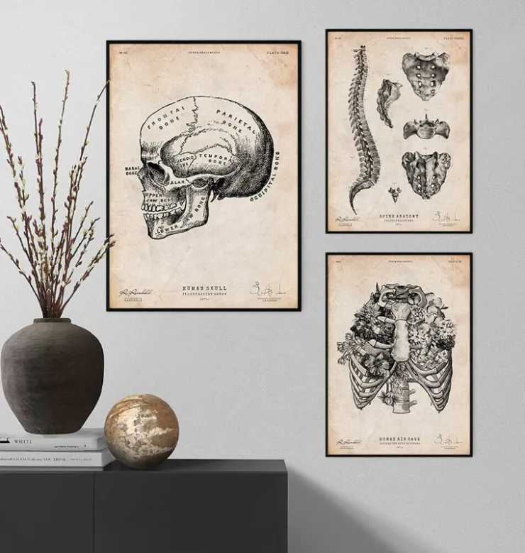Crâne humain imprimé IX-Codex Anatomicus Online