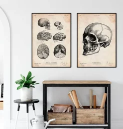 Crâne humain IV-Codex Anatomicus Discount