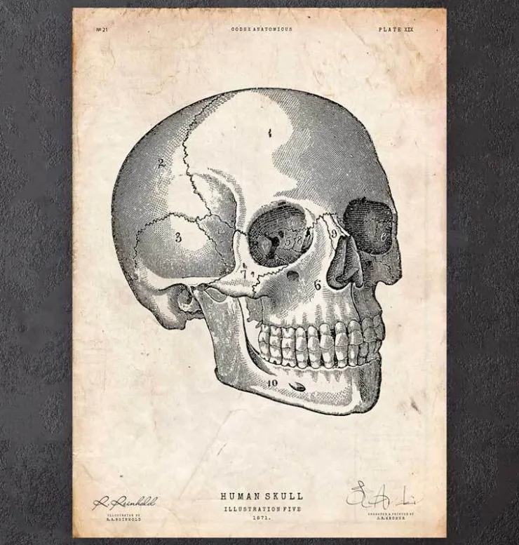 Crâne humain V-Codex Anatomicus Sale