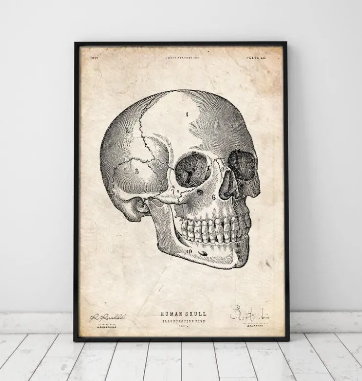 Crâne humain V-Codex Anatomicus Sale
