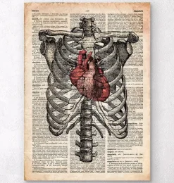 Cœur et cage thoracique - Art de l'anatomie-Codex Anatomicus Sale