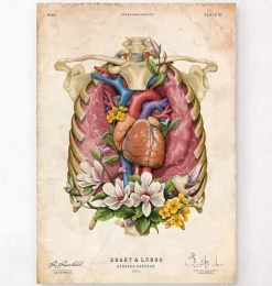 Cœur, poumons et cage thoracique - Vieux papiers-Codex Anatomicus Discount