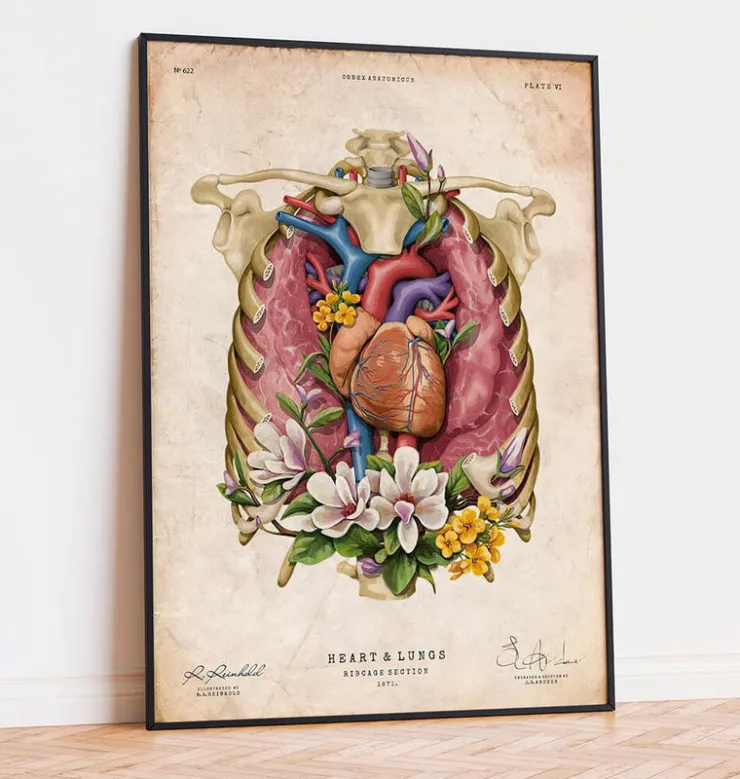 Cœur, poumons et cage thoracique - Vieux papiers-Codex Anatomicus Discount