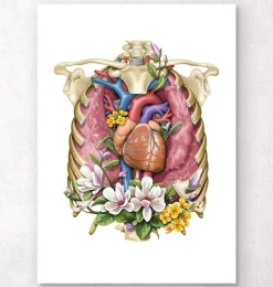 Cœur, poumons et cage thoracique - Blanc-Codex Anatomicus Best