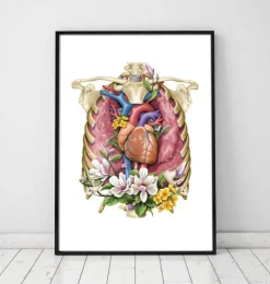 Cœur, poumons et cage thoracique - Blanc-Codex Anatomicus Best