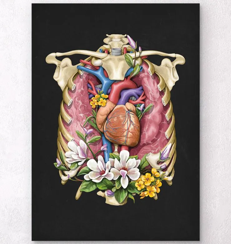 Cœur, poumons et cage thoracique - Noir-Codex Anatomicus Online