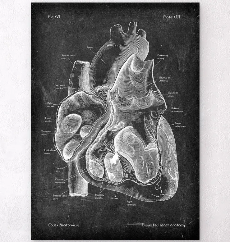 Dissected heart anatomy II - Chalkboard-Codex Anatomicus Clearance