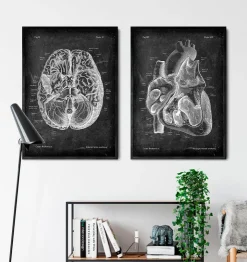 Dissected heart anatomy II - Chalkboard-Codex Anatomicus Clearance