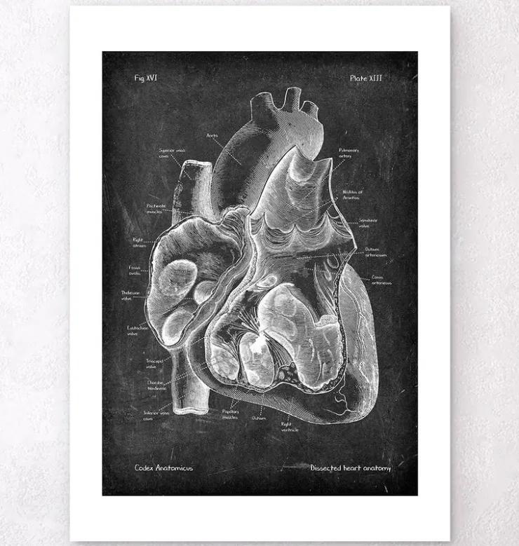 Dissected heart anatomy II - Chalkboard-Codex Anatomicus Clearance