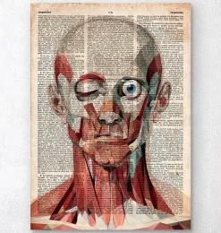 Face géométrique - Dictionnaire-Codex Anatomicus New
