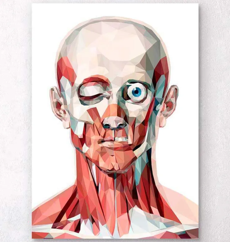 Face géométrique I-Codex Anatomicus Best
