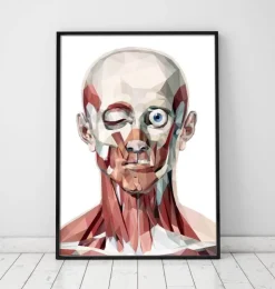 Face géométrique I-Codex Anatomicus Best