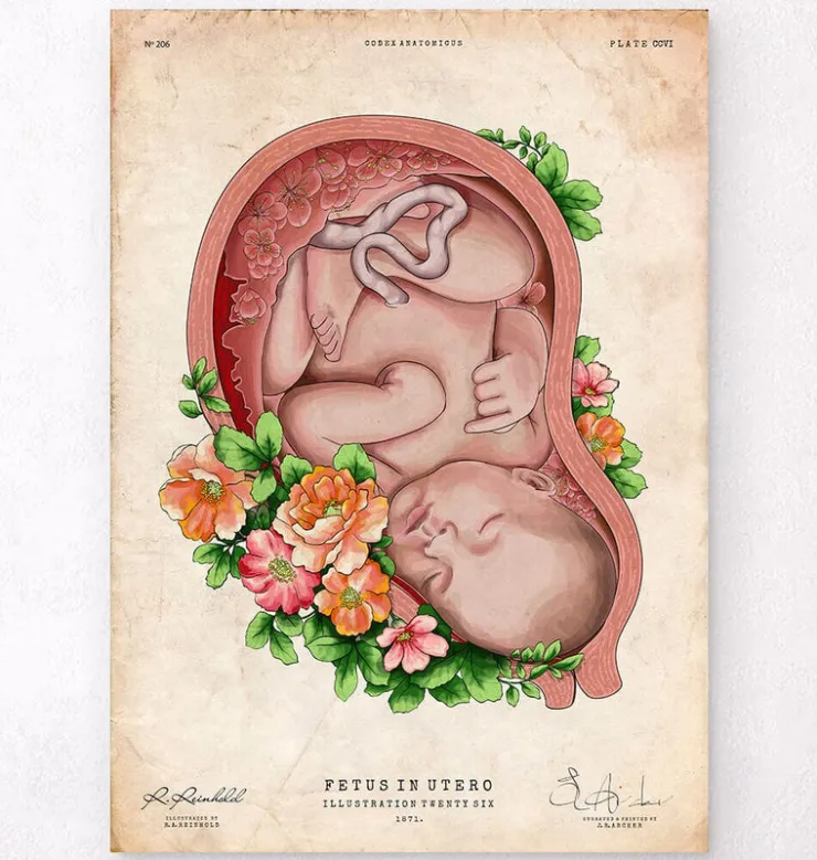 Foetus in a utérus II - Vieux papier-Codex Anatomicus New
