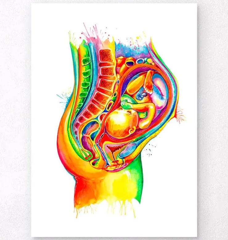 Foetus in utero - Aquarelle-Codex Anatomicus Hot
