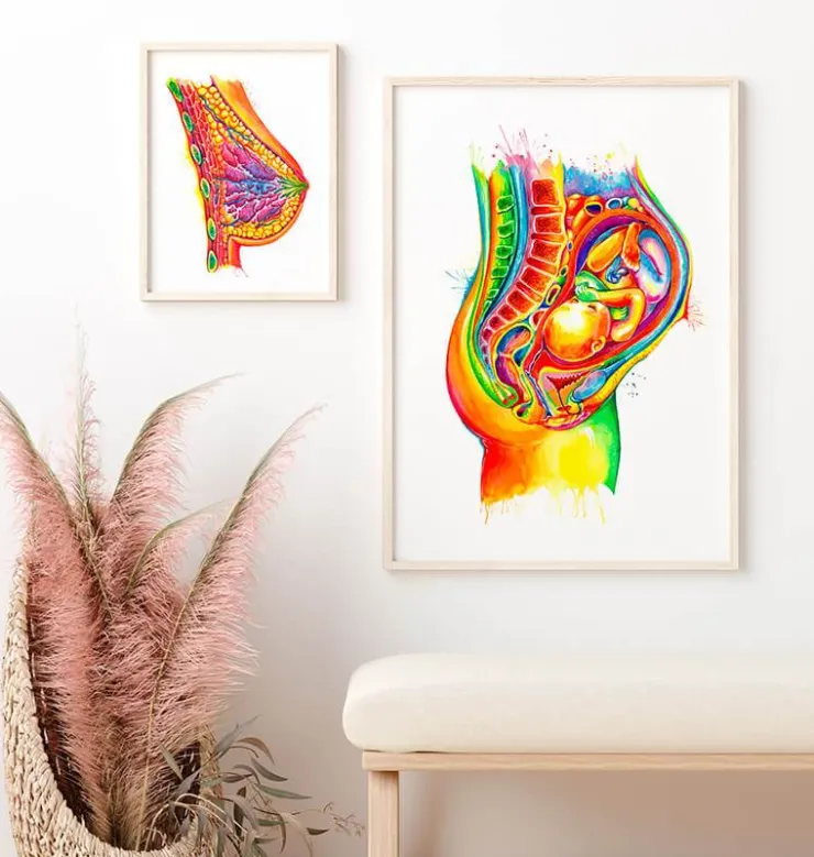 Foetus in utero - Aquarelle-Codex Anatomicus Hot