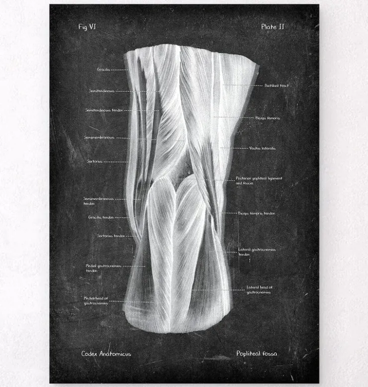 Fosse poplitée - Chalkboard-Codex Anatomicus Outlet
