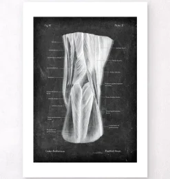 Fosse poplitée - Chalkboard-Codex Anatomicus Outlet