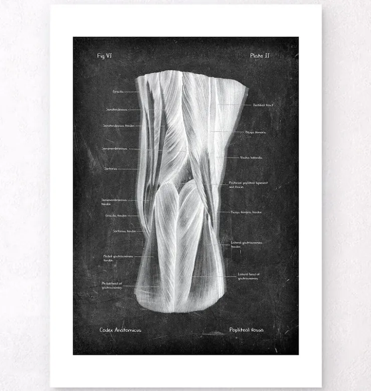 Fosse poplitée - Chalkboard-Codex Anatomicus Outlet