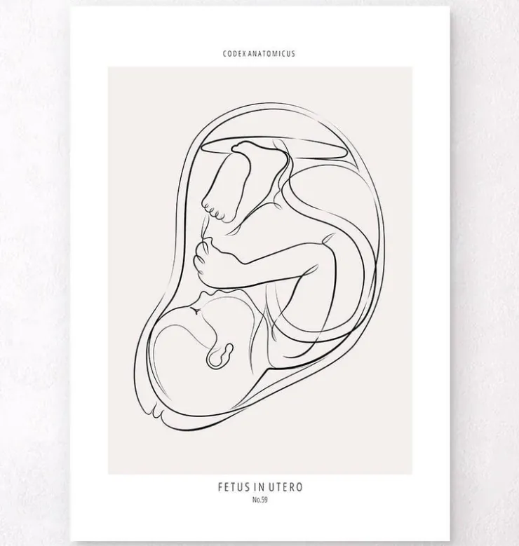 Fœtus - Line Art-Codex Anatomicus Online