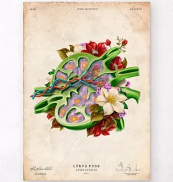 Ganglion lymphatique - Floral - Vintage-Codex Anatomicus Online