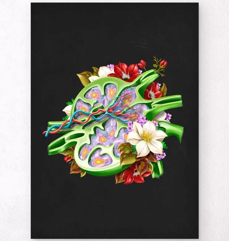 Ganglion lymphatique - Floral - Noir-Codex Anatomicus Best