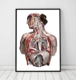 Humain géométrique-Codex Anatomicus Clearance