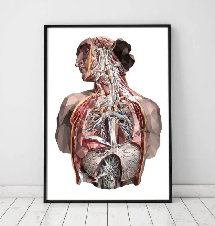 Humain géométrique-Codex Anatomicus Clearance