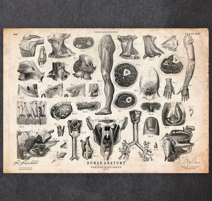 Illustrations de l'anatomie humaine II-Codex Anatomicus Hot