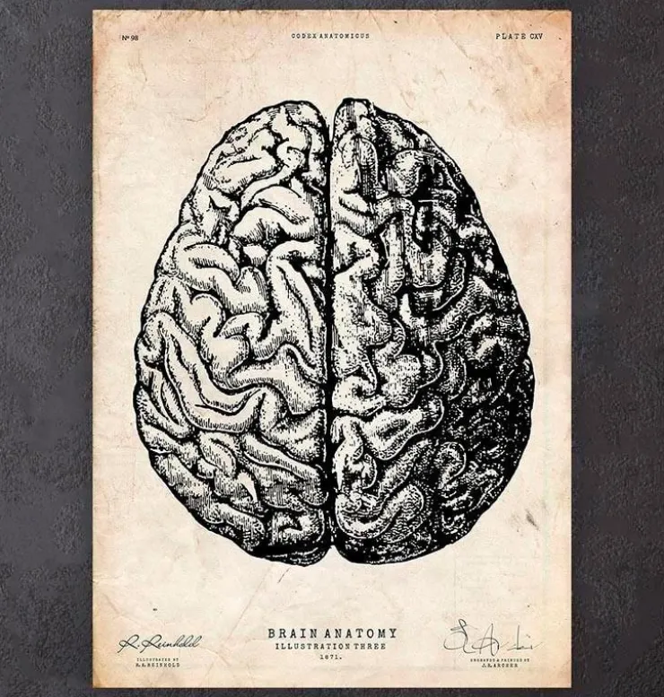 Impression d'anatomie cérébrale V-Codex Anatomicus Sale