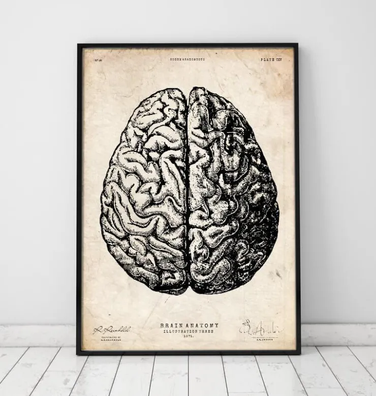 Impression d'anatomie cérébrale V-Codex Anatomicus Sale