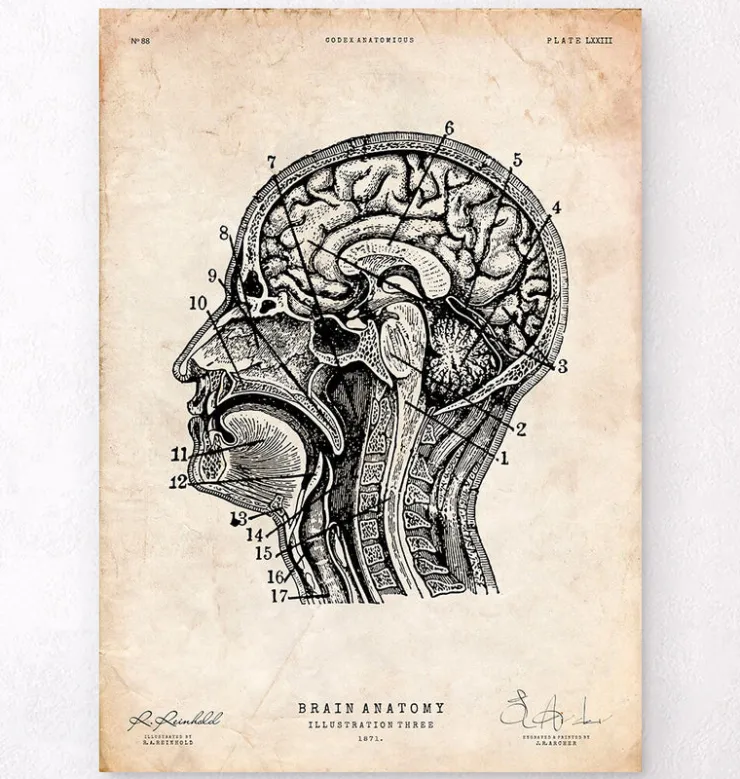 Impression d'anatomie cérébrale IV-Codex Anatomicus Hot