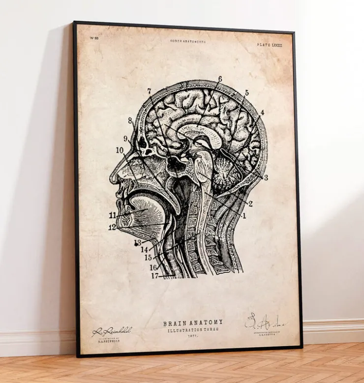 Impression d'anatomie cérébrale IV-Codex Anatomicus Hot