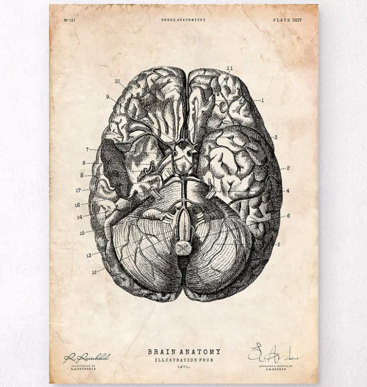 Impression d'anatomie cérébrale VI-Codex Anatomicus Online