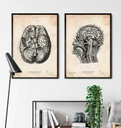Impression d'anatomie cérébrale VI-Codex Anatomicus Online