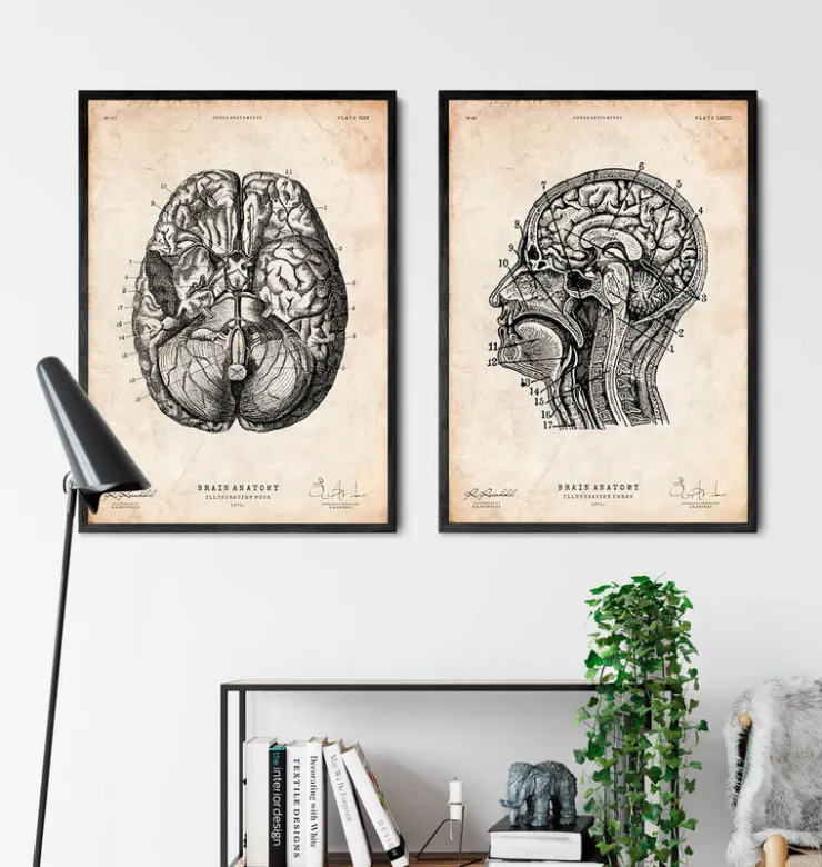 Impression d'anatomie cérébrale VI-Codex Anatomicus Online