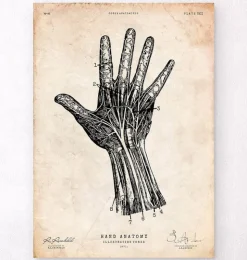 Impression d'anatomie de la main humaine IV-Codex Anatomicus New