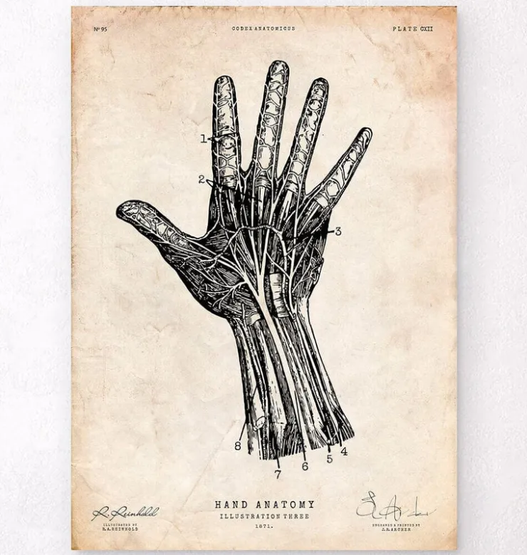 Impression d'anatomie de la main humaine IV-Codex Anatomicus New